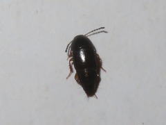 Tachinus rufipes