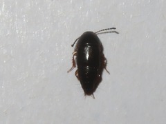 Tachinus rufipes