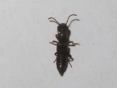 Rugilus rufipes