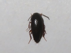 Tachinus rufipes