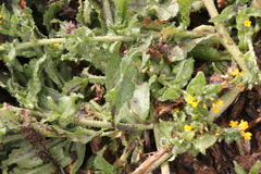 Amsinckia spectabilis