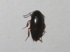 Tachinus rufipes