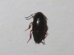 Tachinus rufipes