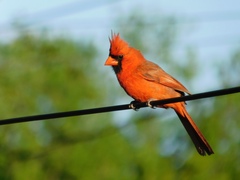 Cardinalis cardinalis