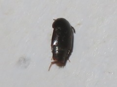 Tachinus corticinus