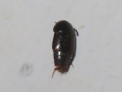 Tachinus corticinus