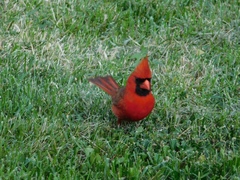 Cardinalis cardinalis