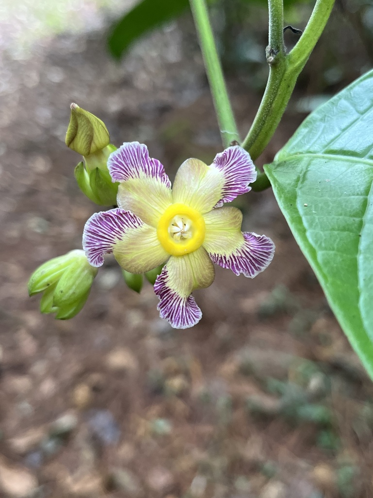 Prestonia portobellensis