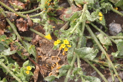 Amsinckia spectabilis