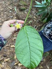 Prestonia portobellensis