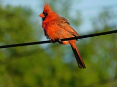 Cardinalis cardinalis