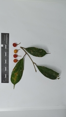 Ficus sinuata