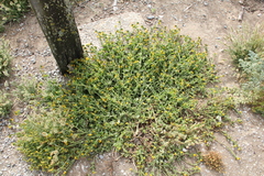 Amsinckia spectabilis