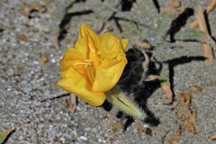 Oenothera magellanica