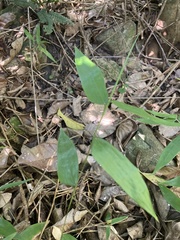 Lithachne pauciflora