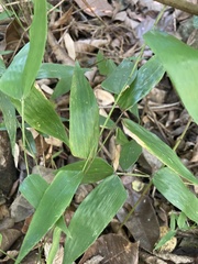 Lithachne pauciflora