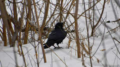 Corvus corax