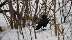 Corvus corax
