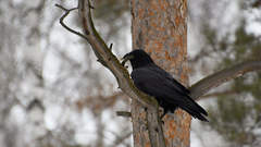 Corvus corax