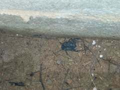 Androctonus mauritanicus