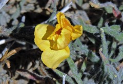 Oenothera magellanica