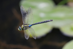 Anax nigrofasciatus