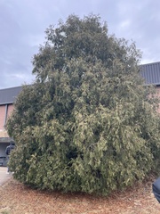 Thuja occidentalis