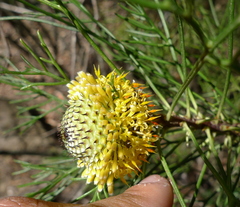 Isopogon anethifolius