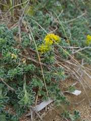 Sinorhizobium meliloti