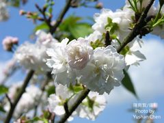 Prunus × lannesiana
