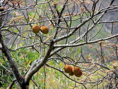 Sterculia guttata