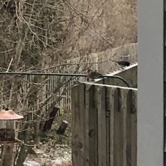 Haemorhous mexicanus