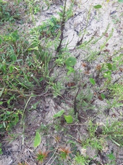Polygala cyparissias