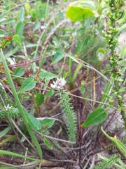 Polygala cyparissias