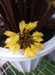 Goeppertia rufibarba