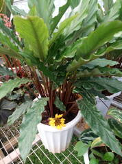 Goeppertia rufibarba