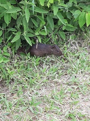 Cavia