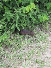 Cavia