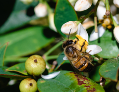 Apis mellifera scutellata