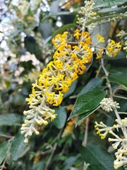 Buddleja madagascariensis