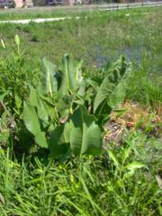 Silphium terebinthinaceum