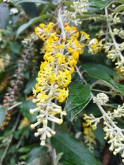 Buddleja madagascariensis