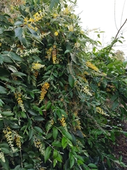 Buddleja madagascariensis