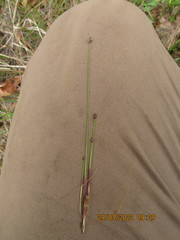 Eleocharis tenuis verrucosa