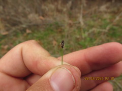 Eleocharis tenuis verrucosa