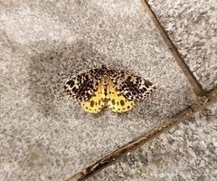 Arichanna melanaria