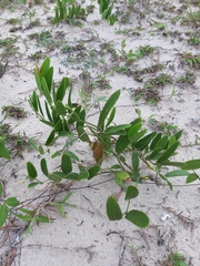 Smilax rufescens
