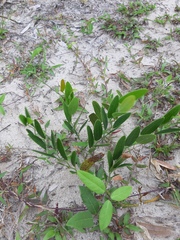 Smilax rufescens