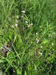 Sisyrinchium albidum