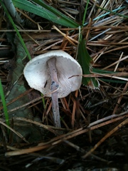 Collybiopsis confluens